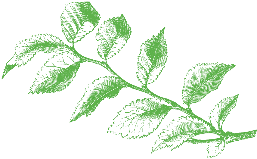 背景の草の画像