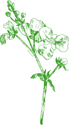 背景の花の画像