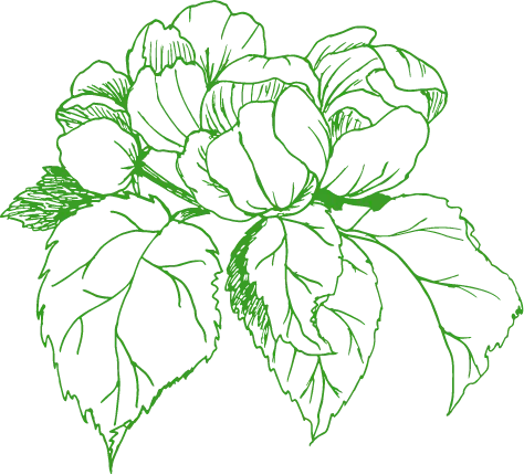 背景の花の画像